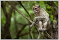macaque (4)